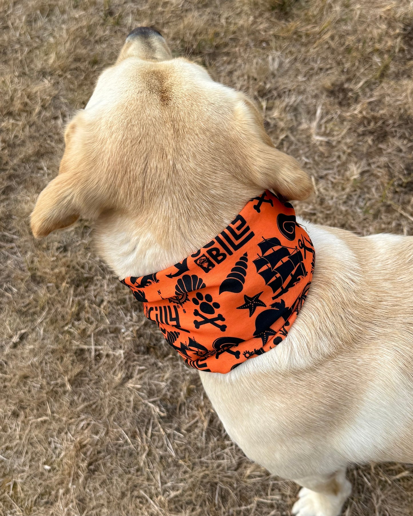 Dog Snood - Orange & Black