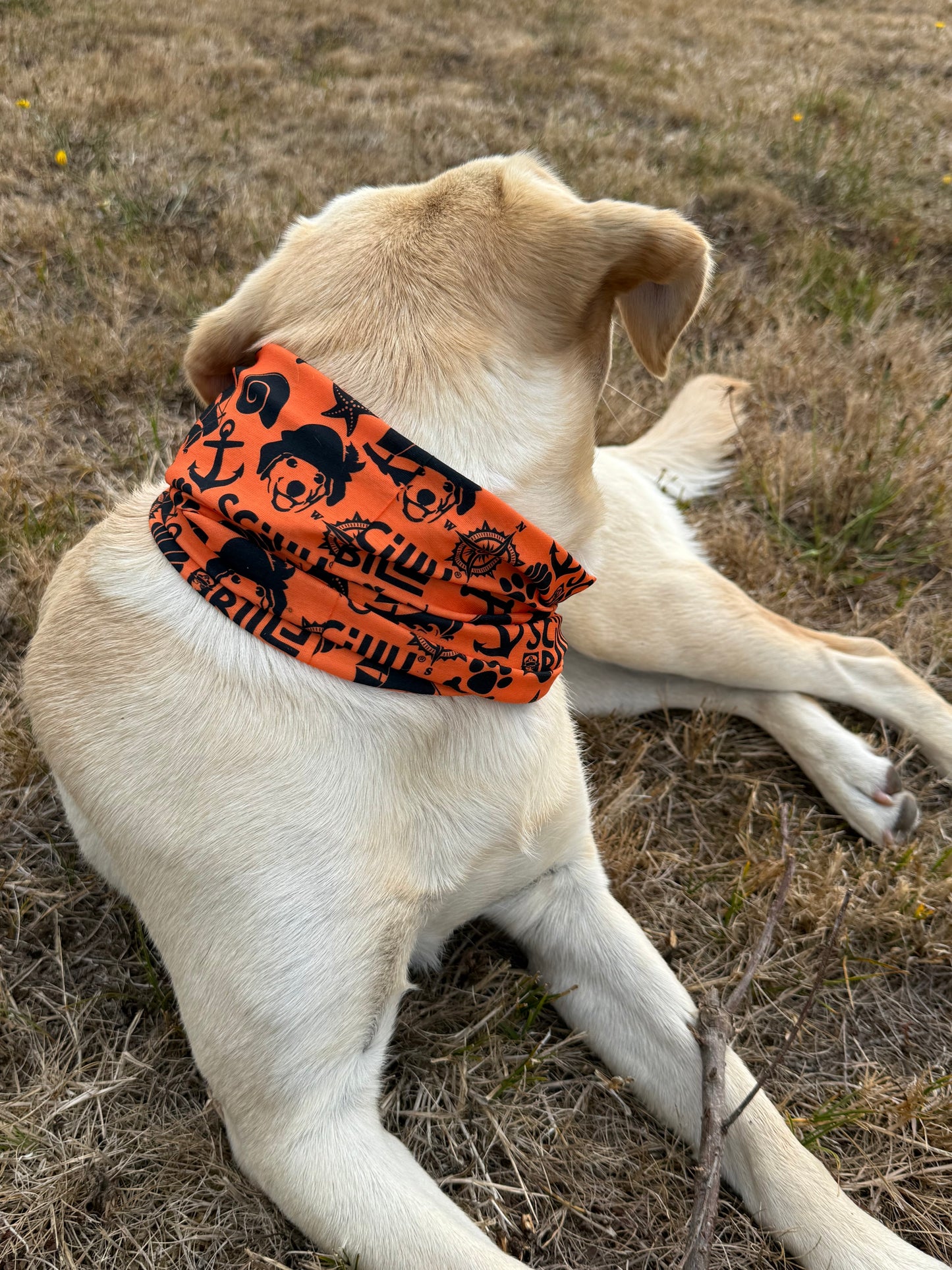 Dog Snood - Orange & Black