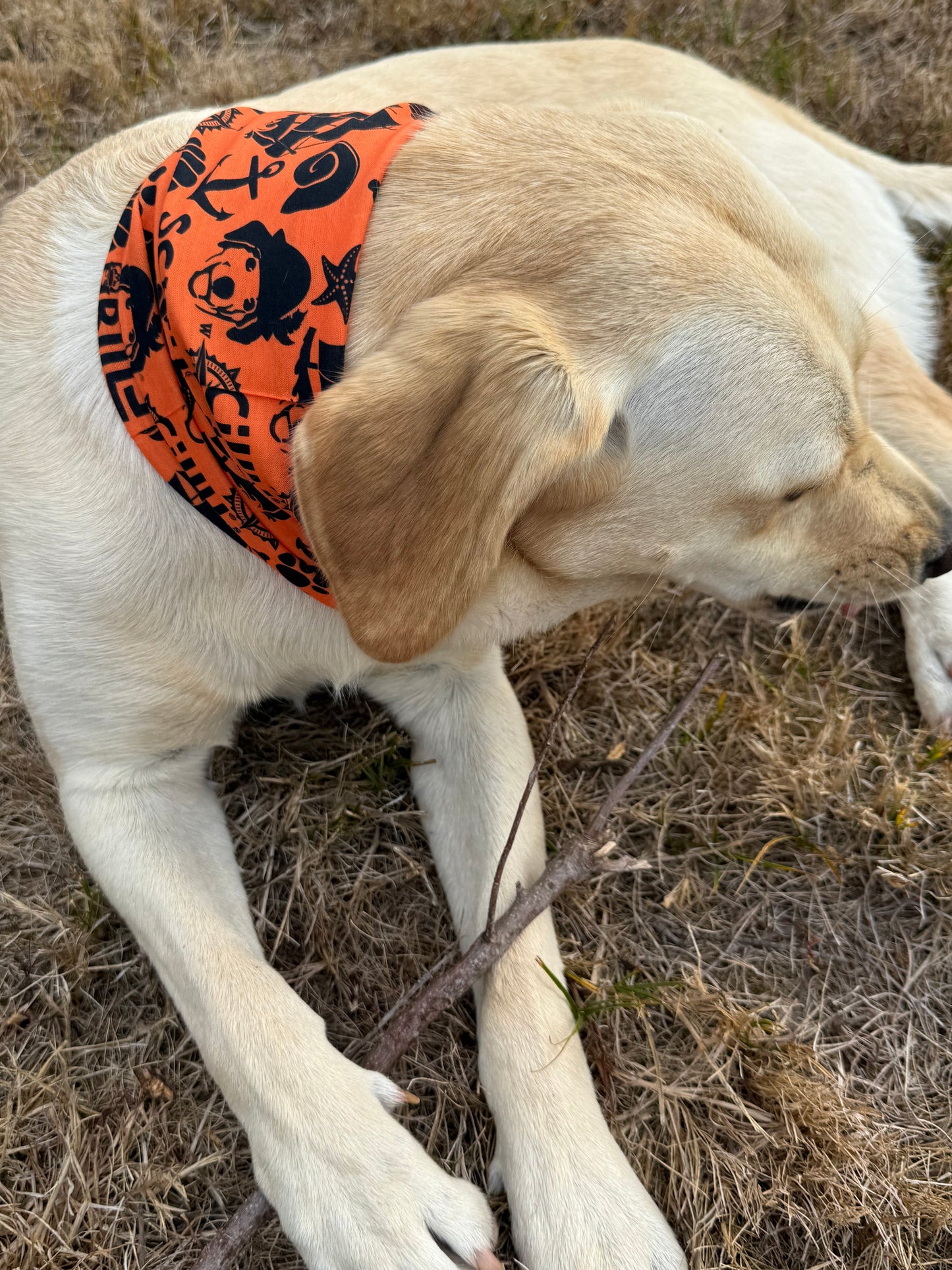 Dog Snood - Orange & Black