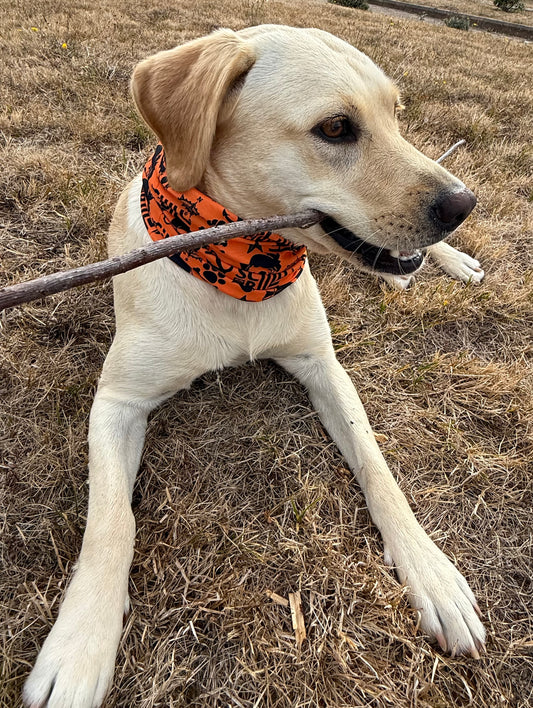 Dog Snood - Orange & Black