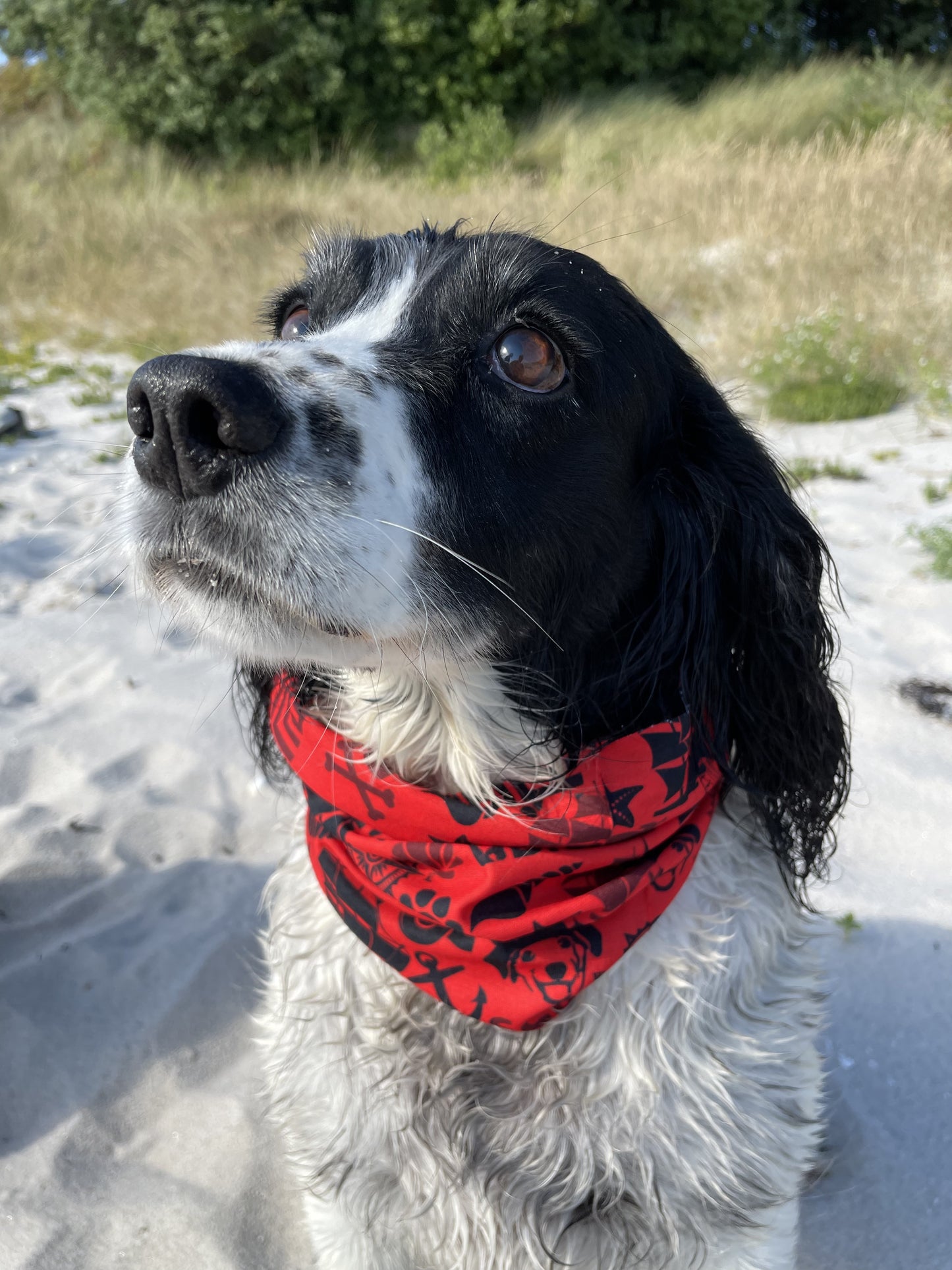 Dog Snood - Red & Black