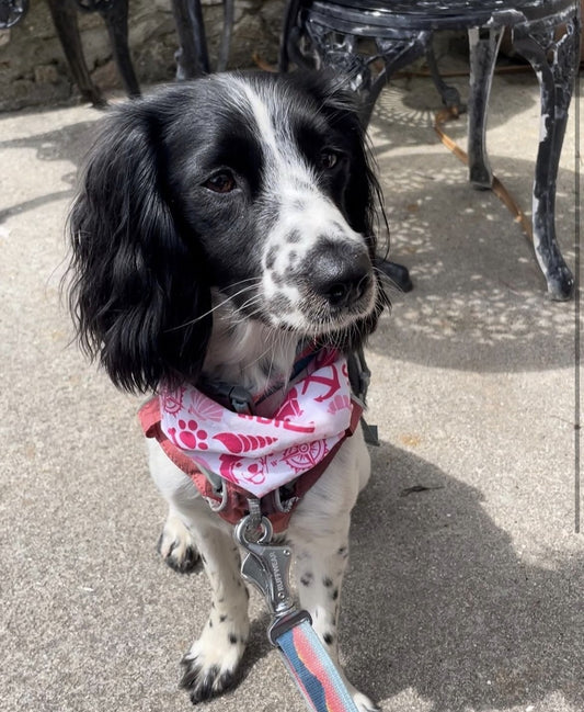 Dog Snood - Pink & White