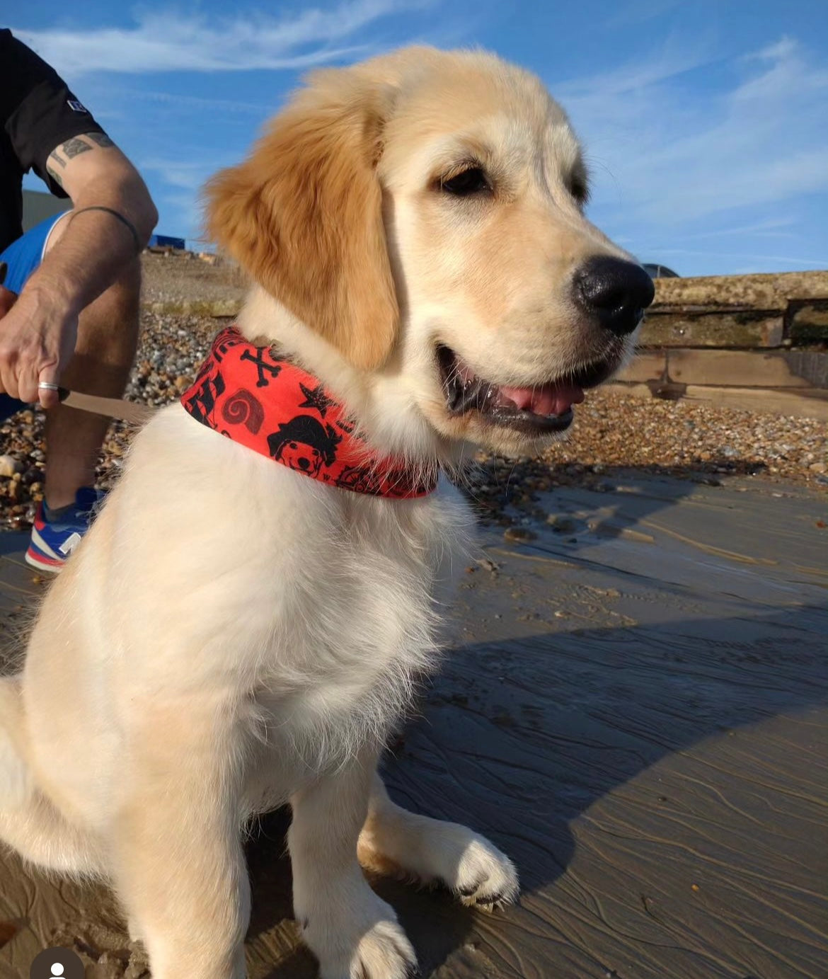 Dog Snood - Red & Black